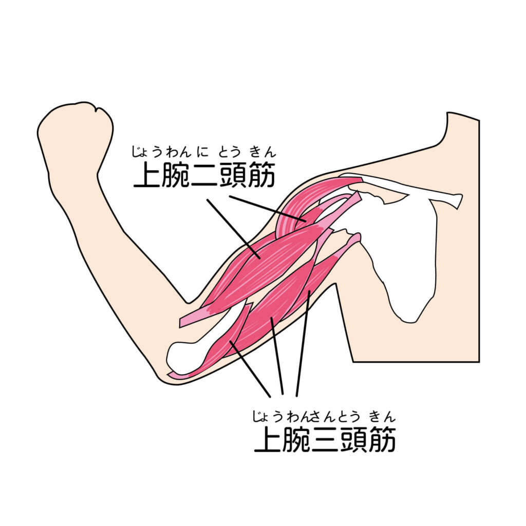 上腕三頭筋