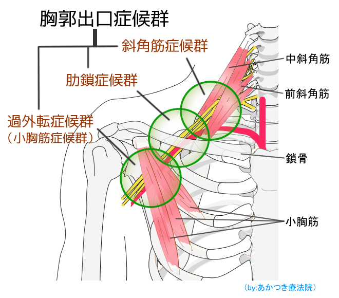 鎖骨神経